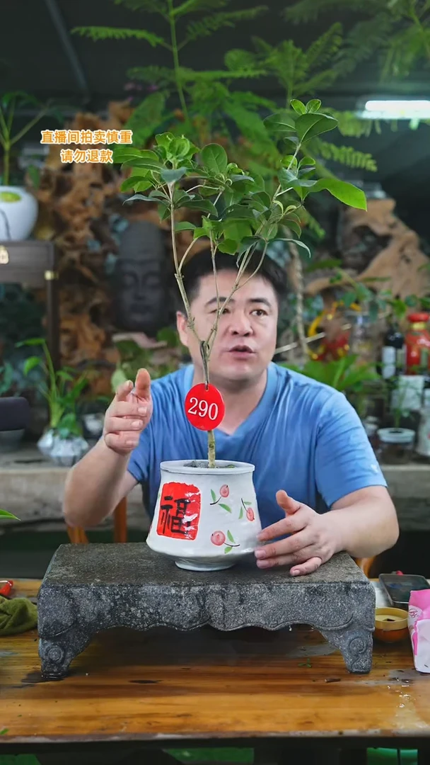 当前无花栽培后可以开花290四季桂T