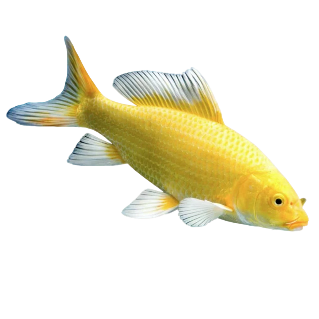 18-24cm【1条】锦鲤大尺寸包邮草金