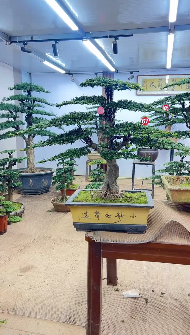 无花朵0000000000000