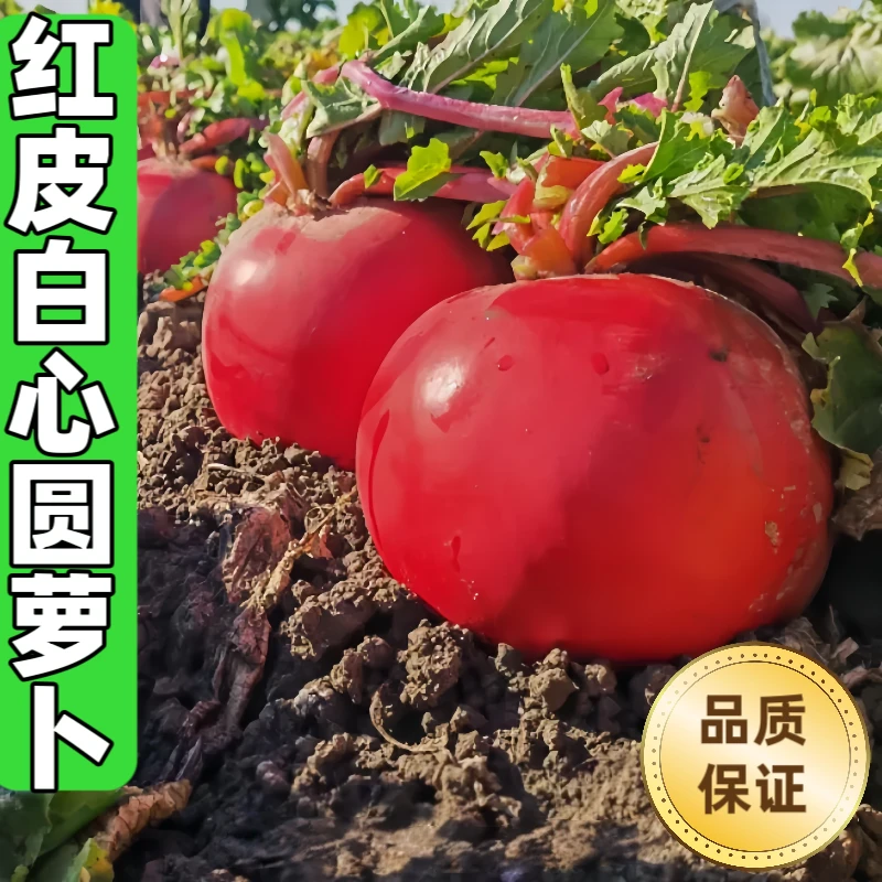 杂交红皮白心圆萝卜种子夏秋季甜脆水果红皮圆形萝卜种籽蔬菜种子