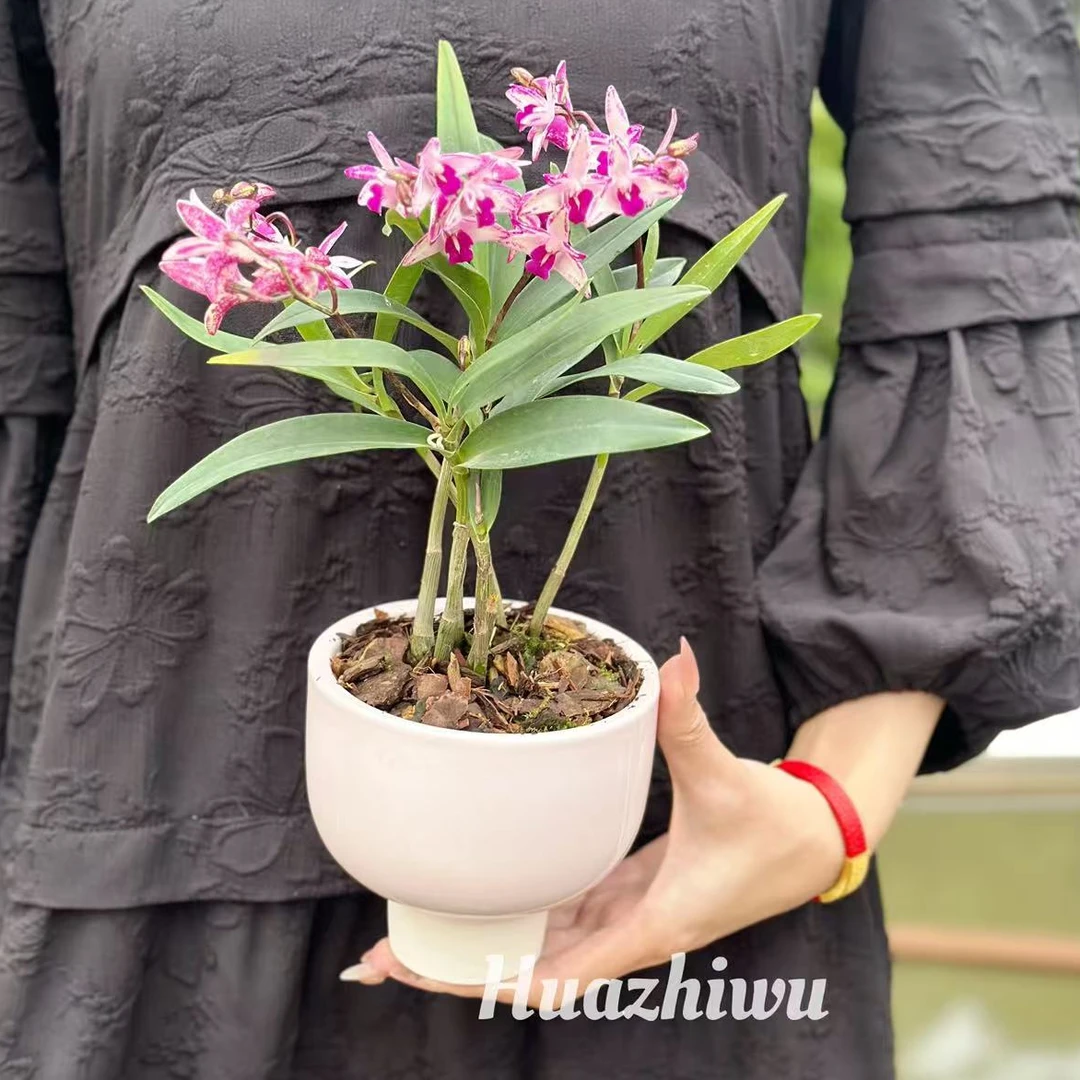 石斛花紫蝶豹纹四季开好养绿植清香型石斛绿植净化空气