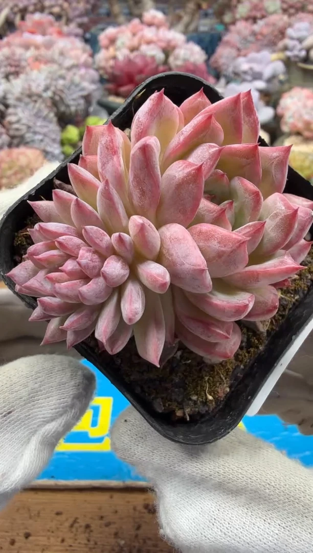 东云多肉园二店-295