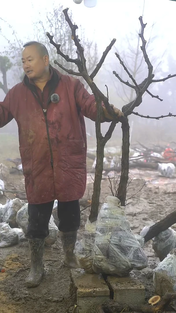 完全开放枣树239