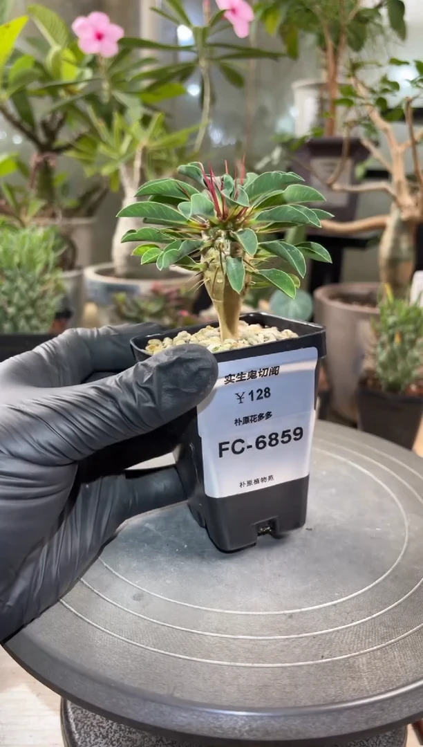 实生鬼栖阁FC-6859