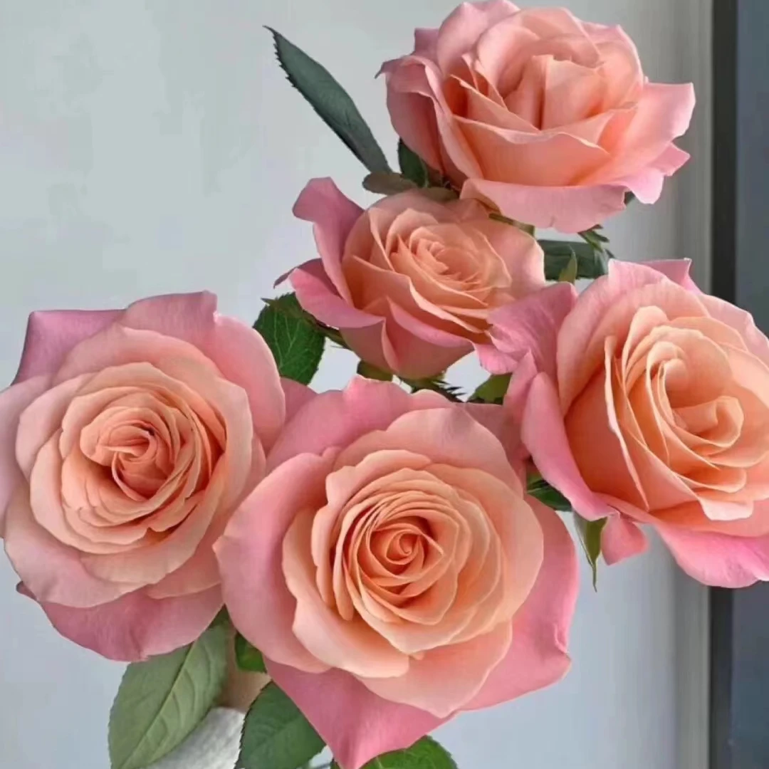 猪小姐，一单京东冷链包邮，两单升级顺丰冷链包邮【花燃玫瑰】