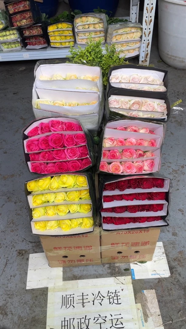 单头玫瑰60枝（任意3个品种）+黄莺