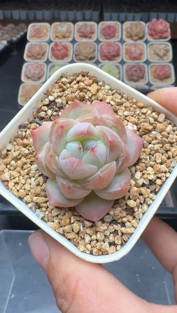 【闪购商品】3单包邮珍妮多肉一物一拍496