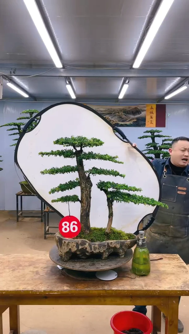 【闪购商品】精品盆景  一物一拍