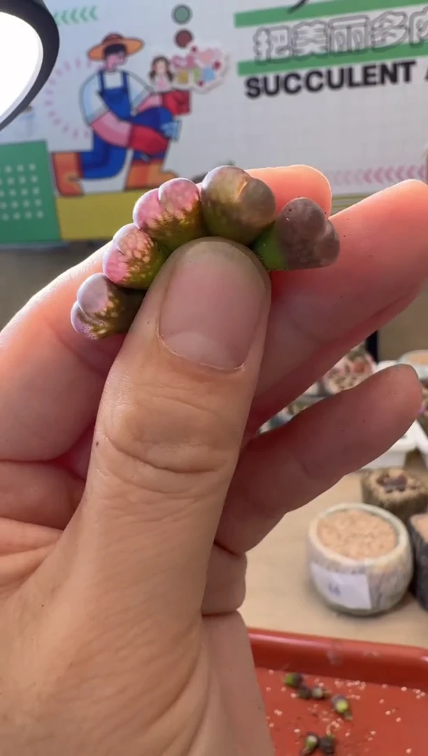 5-306多肉植物肉锥