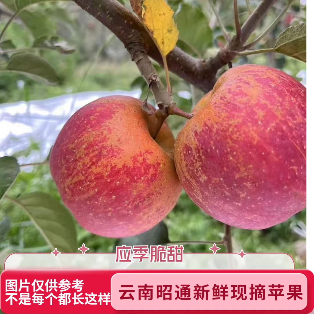 云南正宗昭通富士2001苹果现摘现发新鲜应季孕妇水果5斤包邮