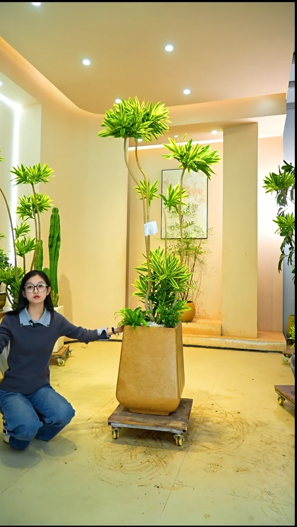 不开花植物欢**哥梦幻金百合竹