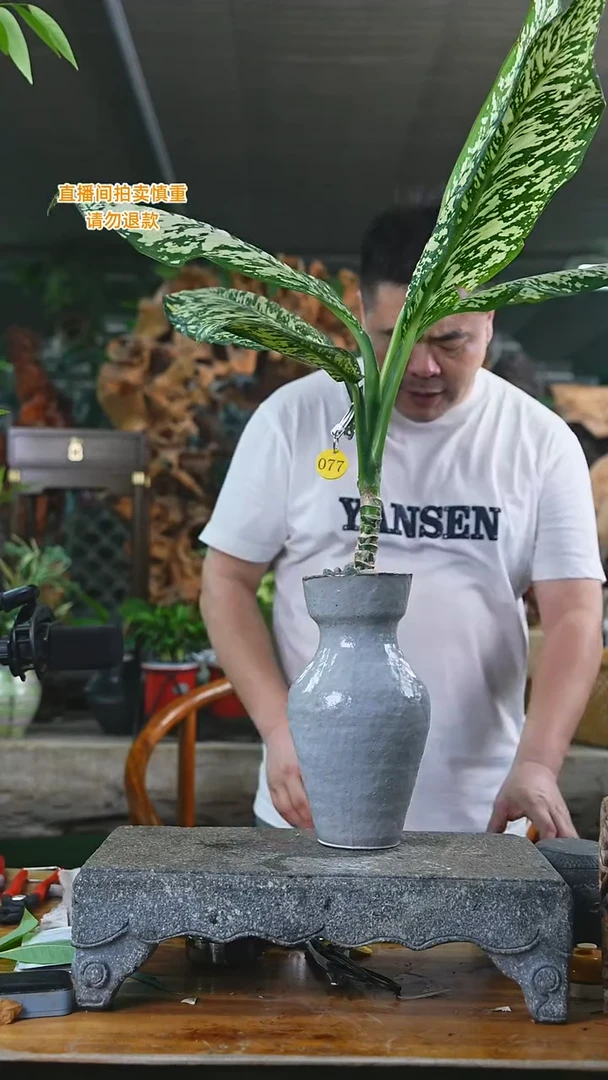 当前无花栽培后可以开花暴风雪瓷器瓶077+