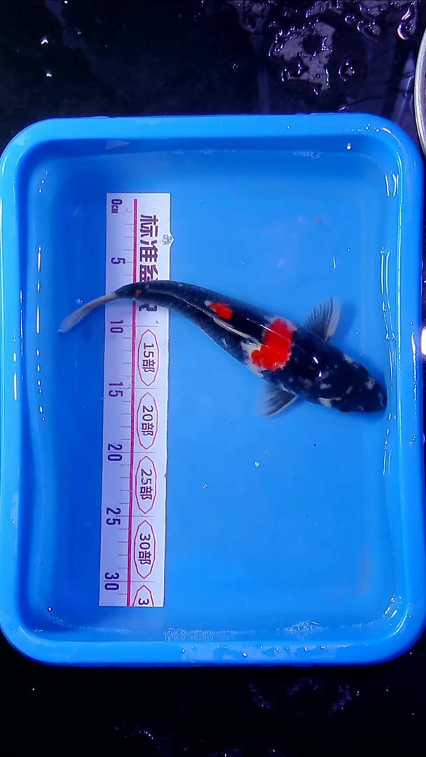 锦鲤直播间菁选 对版发货 12号