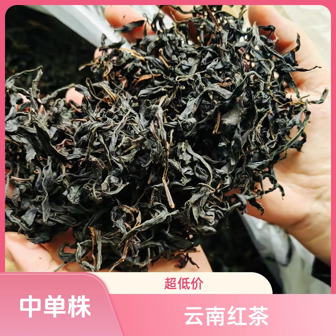 云南古树红茶单株古树茶果香馥郁甜润明前春单株混采茶叶晒红