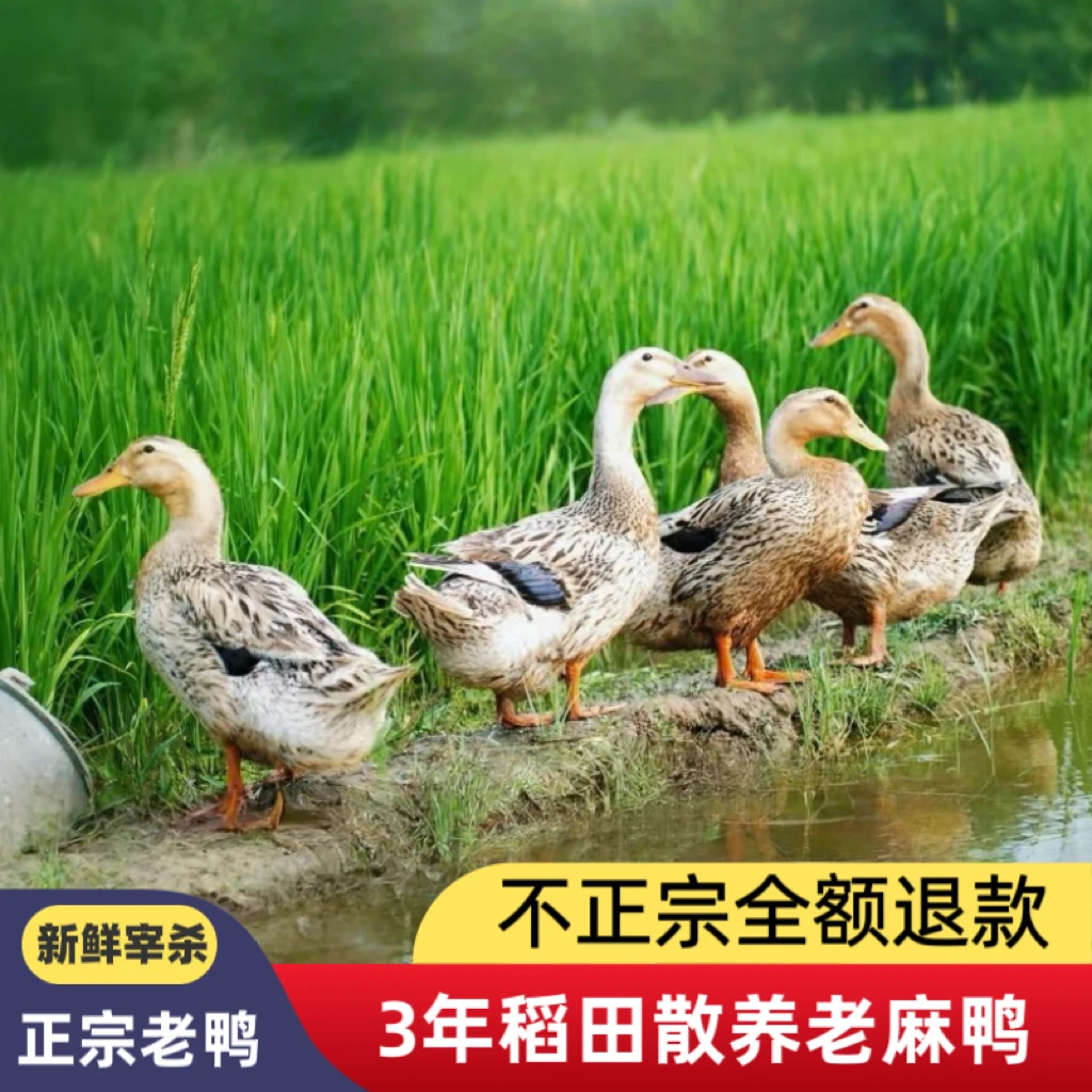 四川稻田散养 老鸭 三年老鸭（白皮～带内脏）京东冷链净重2斤