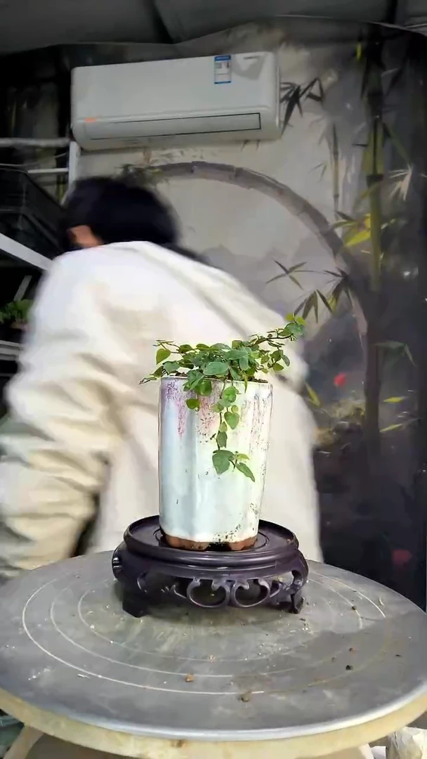 守**料中青园艺一物一拍140