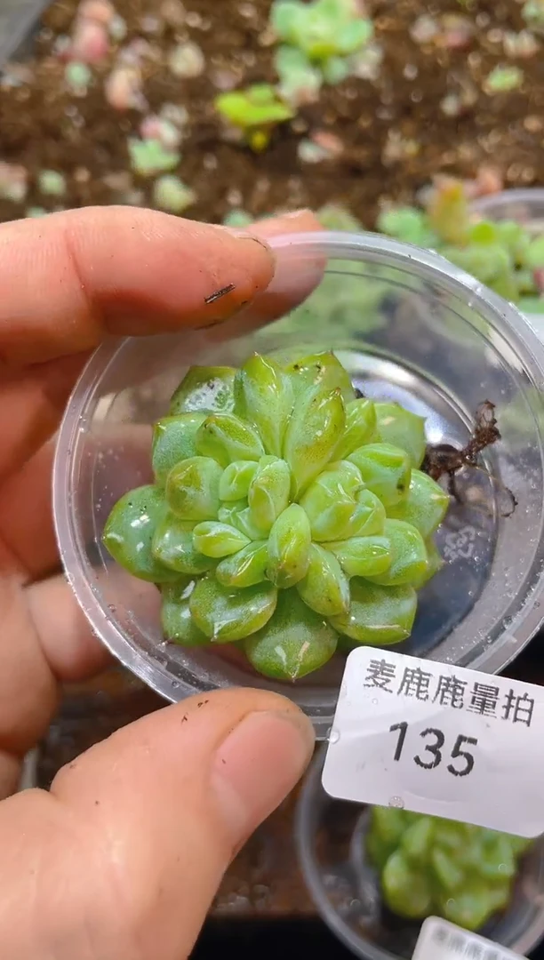 135模特灯芯