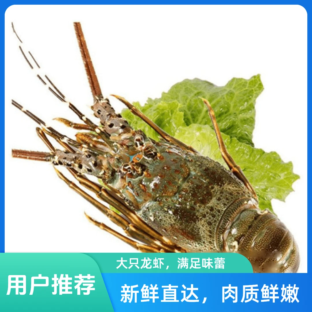 鲜活进口小青龙虾1只300g