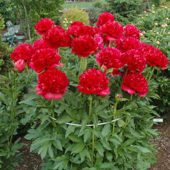 【圣诞天鹅绒芍药】荷兰芍药中花期大红色裸根发苗