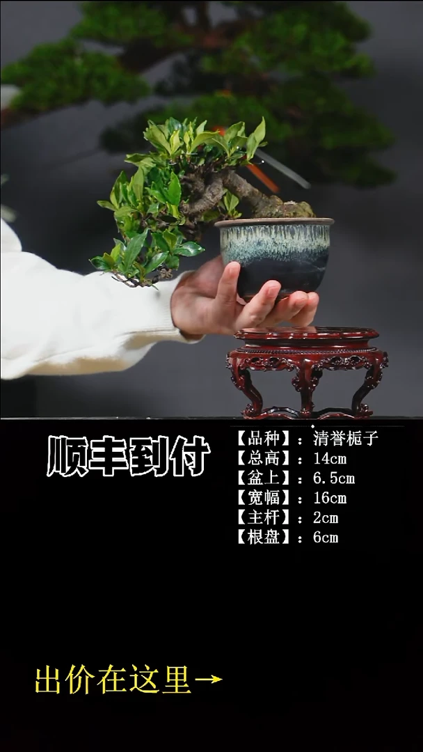 无花朵清誉栀子 不包邮