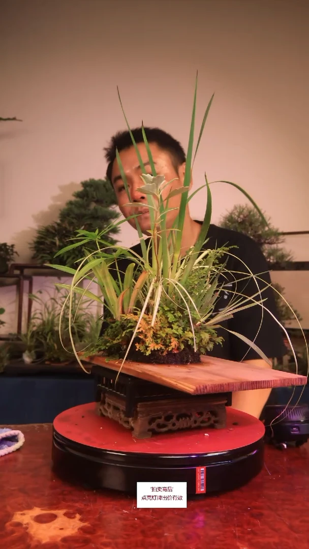 无花朵ぃ****っC143草本植物