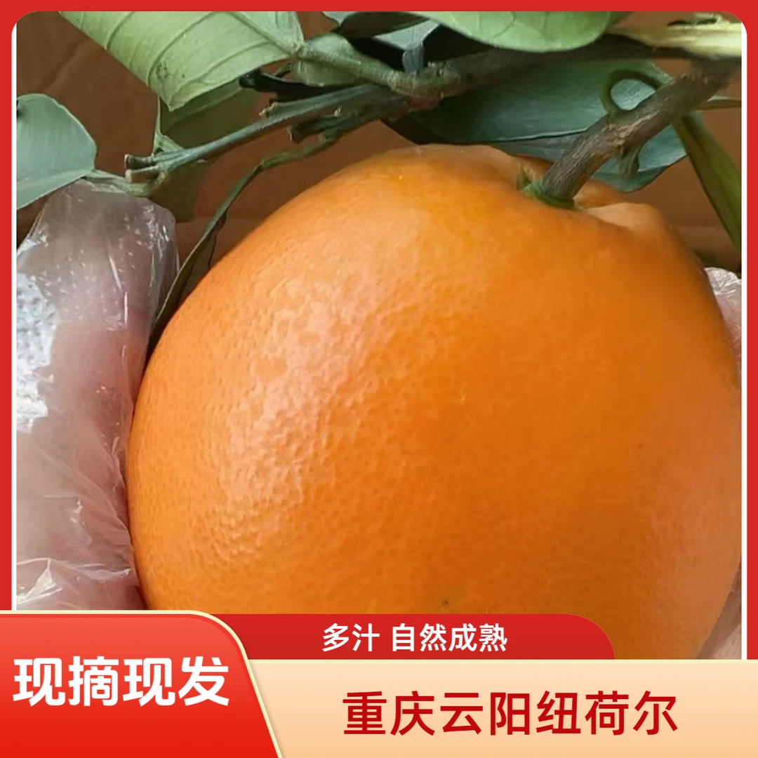 正宗重庆云阳纽荷尔脐橙新鲜现摘应季水果多汁香甜产地直发