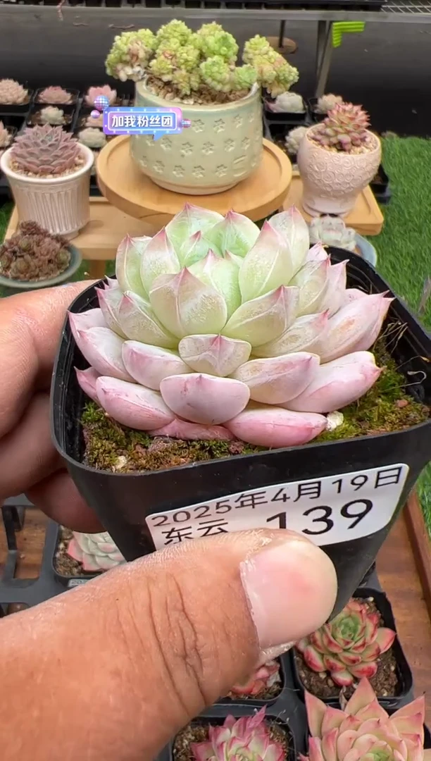 东云多肉园二店-139
