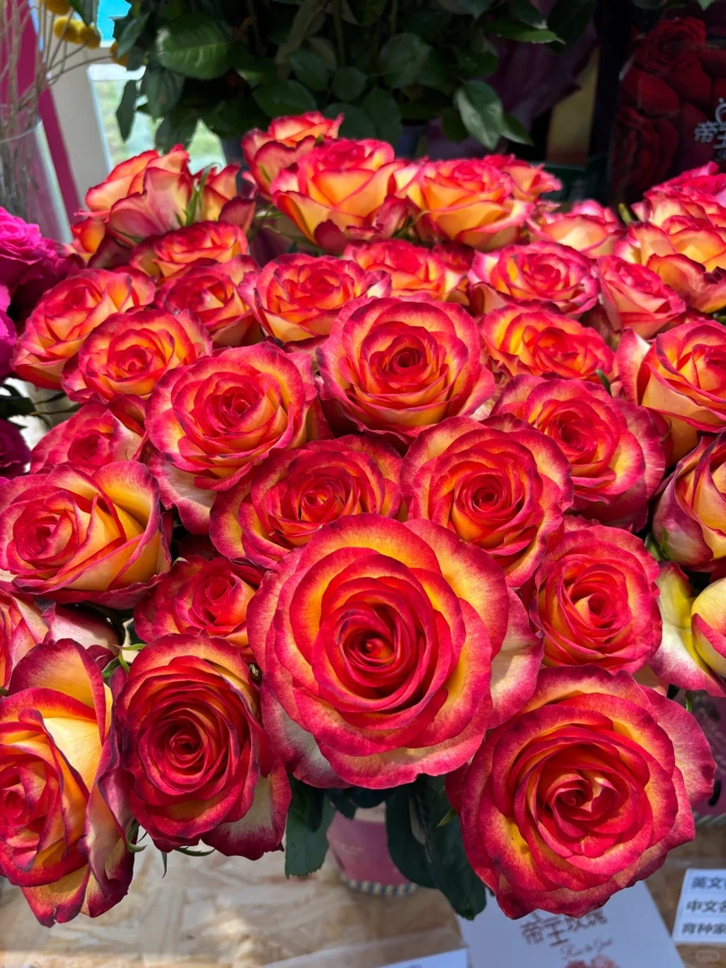 【花谷】老虎玫瑰云南鲜花现采现发 一单包邮 两单升级冷链送货上门