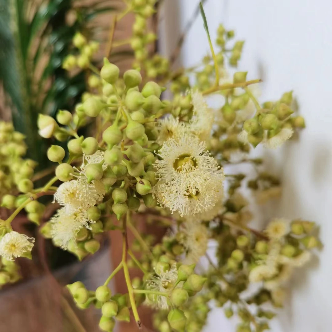 小米果~可可爱爱果实类花材可以水养可以干花