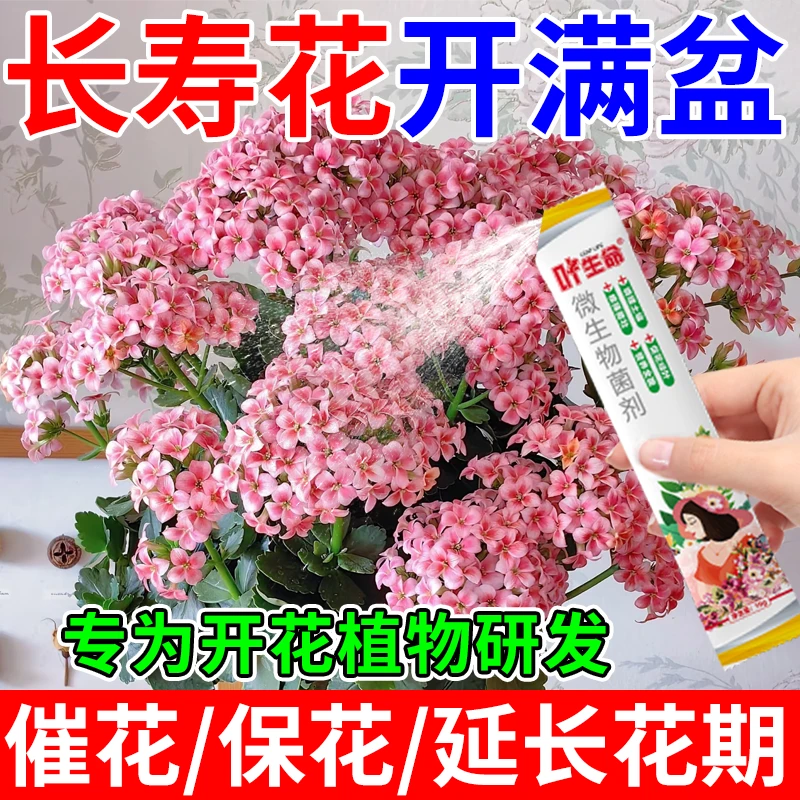 【全年开花】长寿花专用肥催苞促花延花期治黄叶枯萎掉花苞不开花