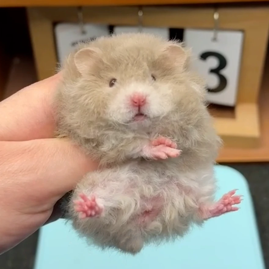 家养金丝熊长毛卷毛仓鼠可爱健康波利纹藤盒运输包邮包活