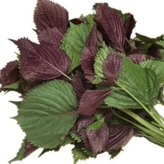 新鲜紫苏叶苏子叶100g±5g/份蔬菜苏子叶