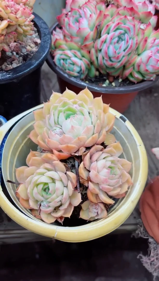 【闪购商品】09014