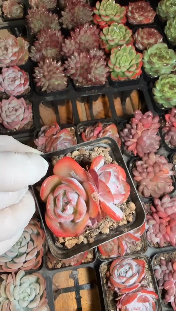 70#双头布鲁蓝（5-7cm）脱土