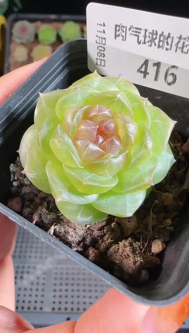 1108-416仙音麦秆群不包整