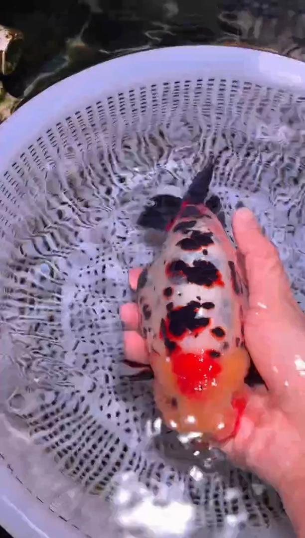 金鱼（运费到付，马印灯下展示）福州追鱼兰寿金鱼