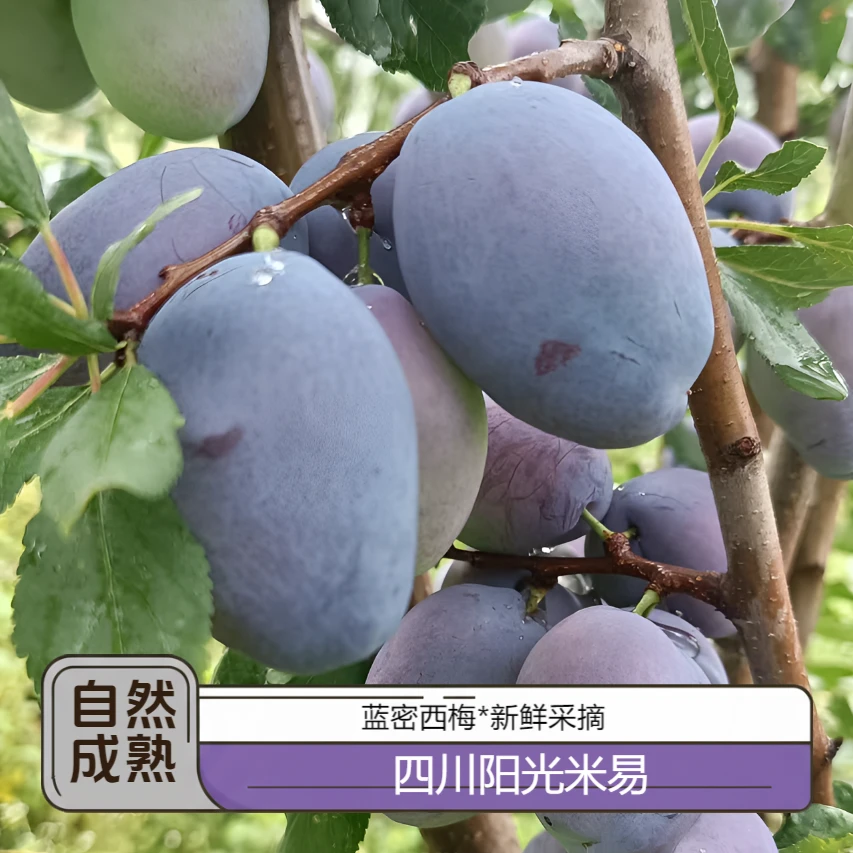 【云露农家】四川新鲜西梅香甜多汁应季水果