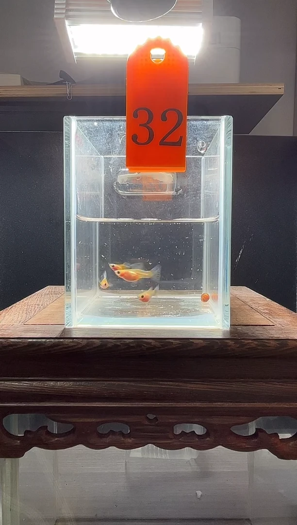 孔雀鱼黄肉蓝礼服玻璃猫普通体32