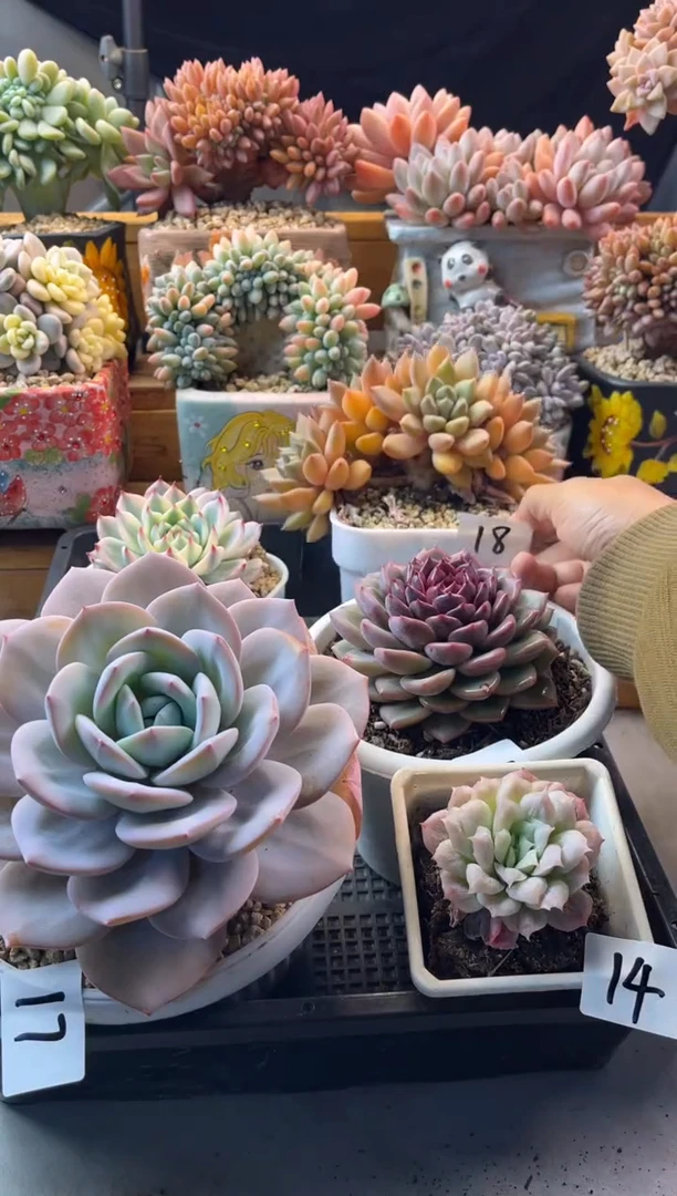 12.21-18红象牙1111111