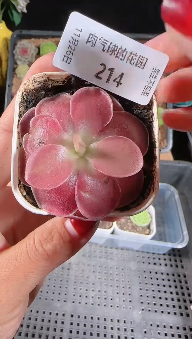 1126-214赛题群生不包整