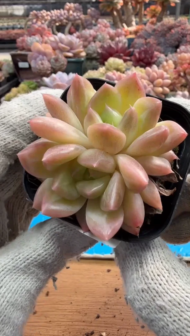 东云多肉园三店-16