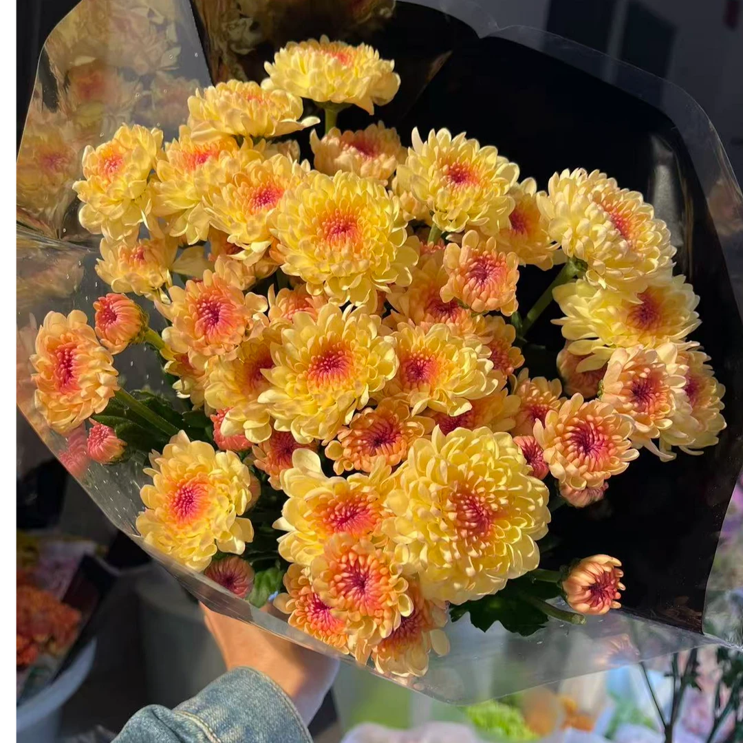 宝莲灯（香槟）小雏菊全店任意4单一个运费
