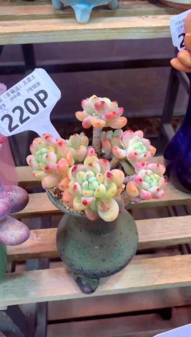 220P（一物一拍，精品多肉，所见即所得 ）