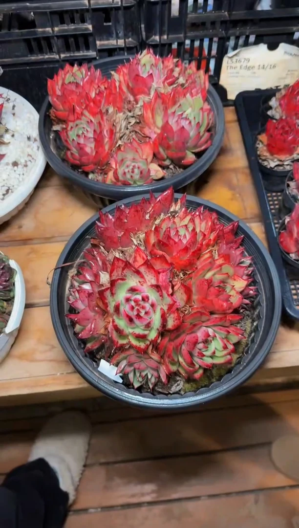 230#母本木比乌斯锦群（18-22cm）脱土