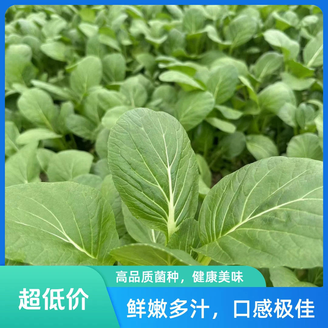 韶州府高山绿色蔬菜礼包组合