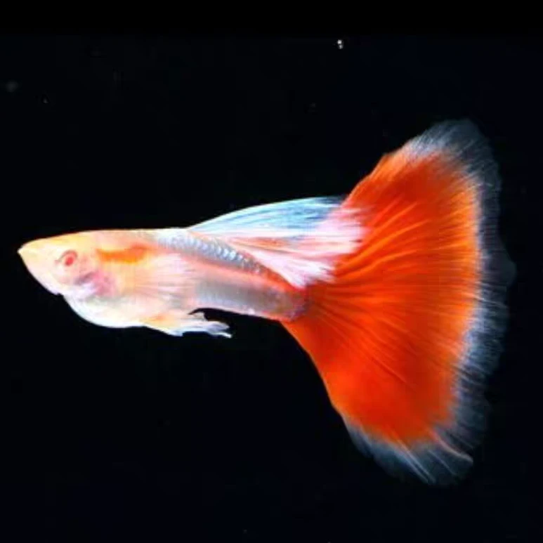 【红白缎带】纯种孔雀鱼2条+1条路损鱼易繁殖观赏鱼淡水小型热带鱼