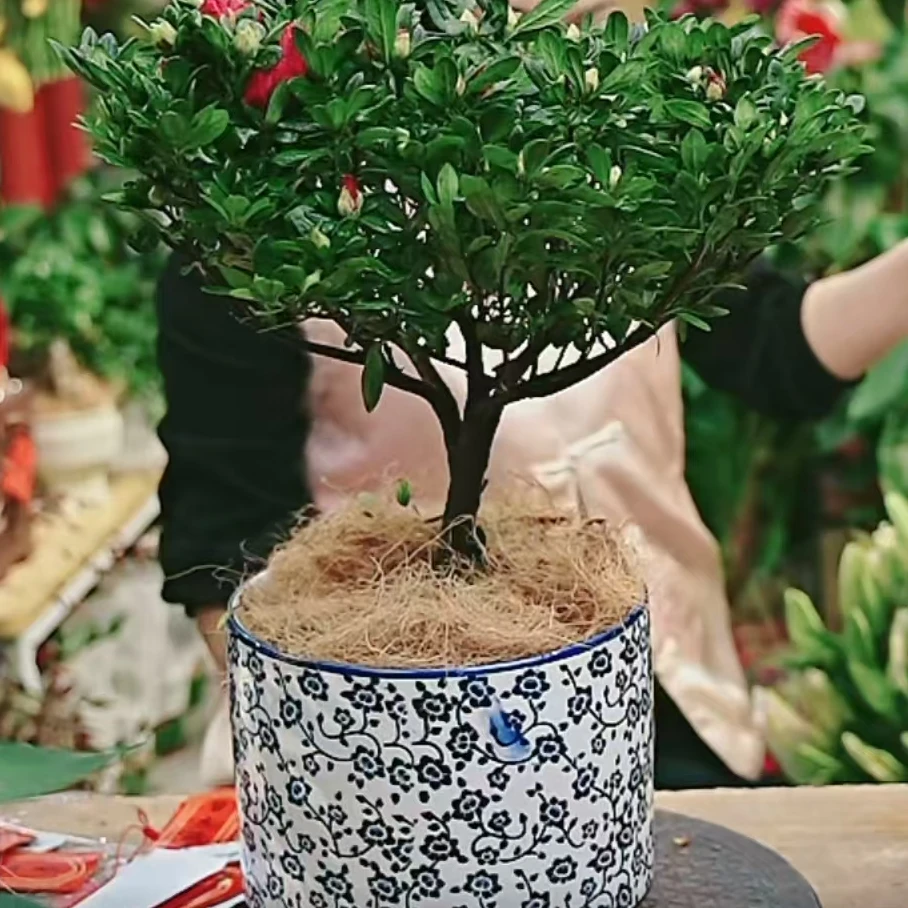 青花陶瓷盆杜鹃花