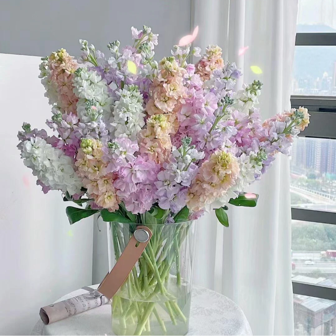 紫罗兰盲盒5枝紫罗兰随机颜色生活家庭鲜花切花-鲜花批发直播次日达京东物流包邮配送上门今天下单明天送达