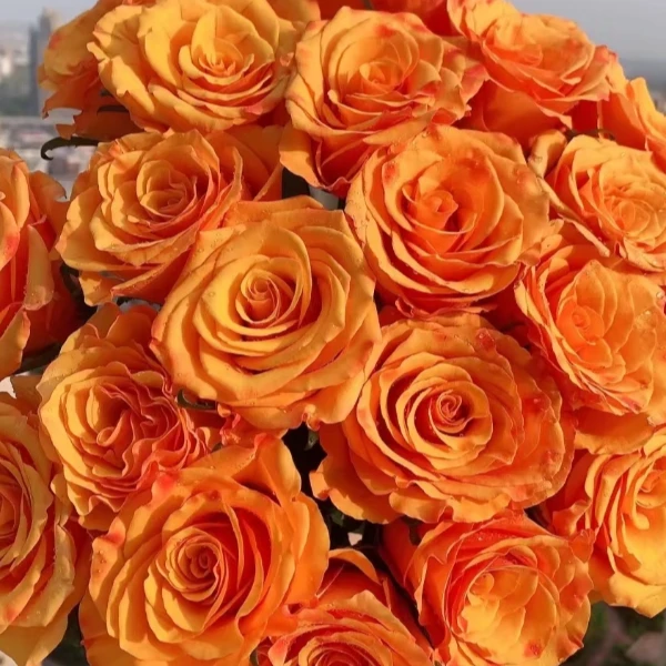 【AAA级】辉煌玫瑰鲜花10支  云南花卉基地直发