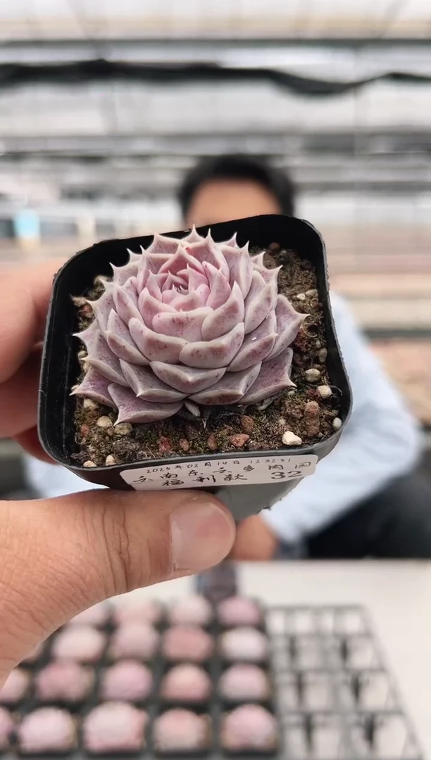 【闪购商品】福利多肉-32